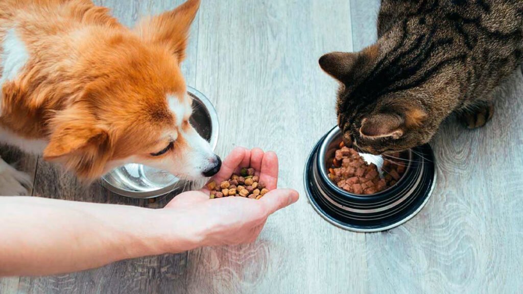 Perro y gato comiendo - mascotas